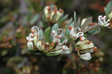 APII jpeg image of Grevillea australis  © contact APII