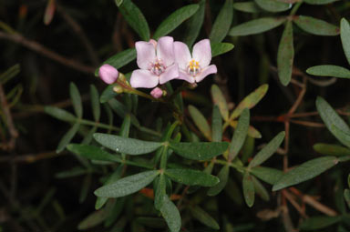 APII jpeg image of Boronia latipinna  © contact APII