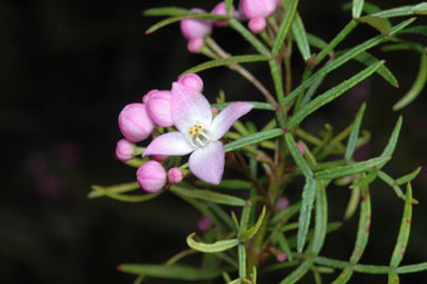 APII jpeg image of Boronia thujona  © contact APII