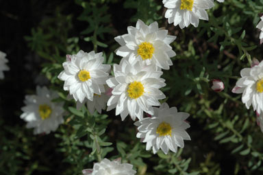 APII jpeg image of Rhodanthe anthemoides 'Chamomile Cascade'  © contact APII