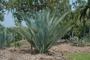 APII jpeg image of Macrozamia macdonnellii  © contact APII