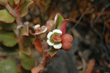 APII jpeg image of Euphorbia muelleri  © contact APII