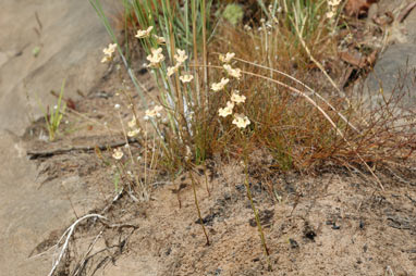 APII jpeg image of Utricularia fulva  © contact APII