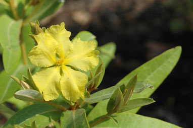 APII jpeg image of Hibbertia brownii  © contact APII