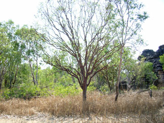 APII jpeg image of Gardenia resinosa subsp. resinosa  © contact APII