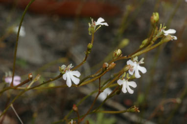 APII jpeg image of Stylidium schizanthum  © contact APII