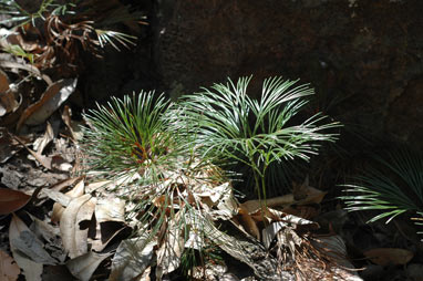 APII jpeg image of Schizaea dichotoma  © contact APII