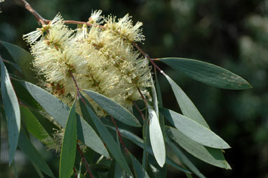 APII jpeg image of Melaleuca cajuputi subsp. cajuputi  © contact APII