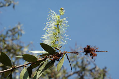 APII jpeg image of Melaleuca viridiflora  © contact APII