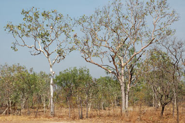 APII jpeg image of Eucalyptus  © contact APII