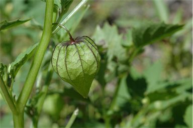 APII jpeg image of Physalis angulata  © contact APII