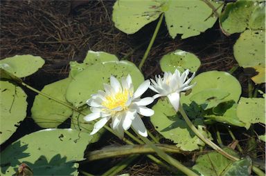 APII jpeg image of Nymphaea  © contact APII