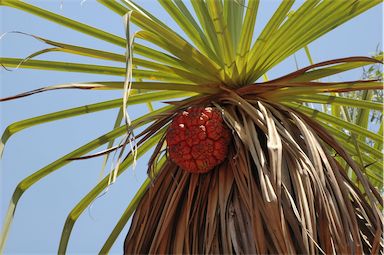 APII jpeg image of Pandanus spiralis  © contact APII