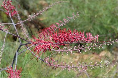 APII jpeg image of Grevillea dryandri subsp. dasycarpa  © contact APII