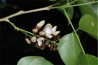 APII jpeg image of Pongamia pinnata var. pinnata  © contact APII