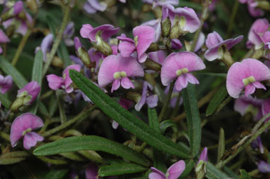 APII jpeg image of Glycine clandestina  © contact APII