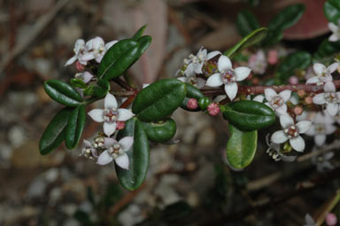 APII jpeg image of Zieria 'Carpet Star'  © contact APII