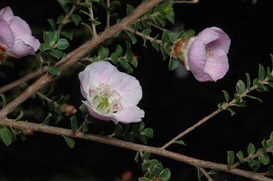 APII jpeg image of Leptospermum scoparium 'Lavender Queen'  © contact APII