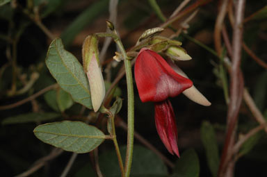 APII jpeg image of Kennedia rubicunda  © contact APII