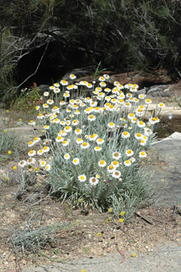 APII jpeg image of Leucochrysum alpinum  © contact APII