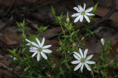 APII jpeg image of Stellaria pungens  © contact APII