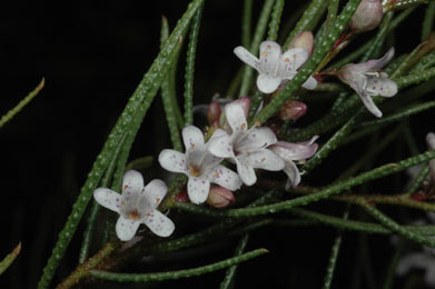 APII jpeg image of Myoporum turbinatum  © contact APII