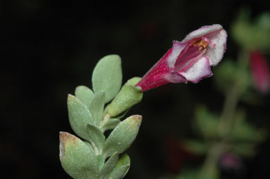 APII jpeg image of Prostanthera carrickiana  © contact APII