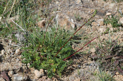 APII jpeg image of Acaena echinata  © contact APII