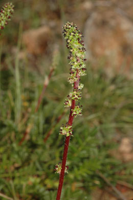 APII jpeg image of Acaena echinata  © contact APII