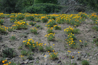 APII jpeg image of Eschscholzia californica  © contact APII