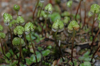 APII jpeg image of Asterella drummondii  © contact APII