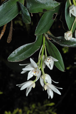 APII jpeg image of Dendrobium falcorostrum  © contact APII