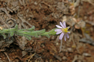 APII jpeg image of Vittadinia cuneata  © contact APII