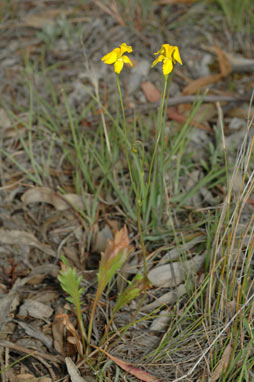 APII jpeg image of Goodenia pinnatifida  © contact APII