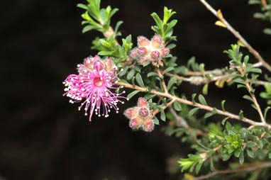 APII jpeg image of Kunzea obovata  © contact APII