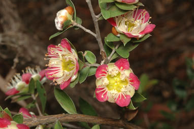 APII jpeg image of Leptospermum macrocarpum  © contact APII