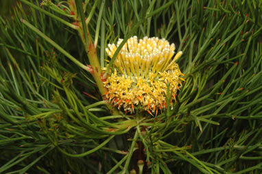 APII jpeg image of Isopogon anethifolius  © contact APII