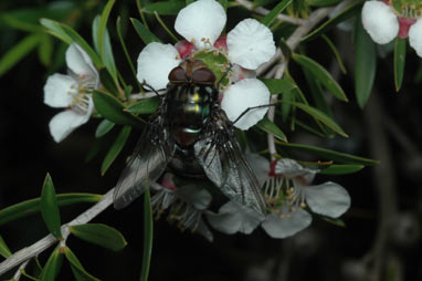 APII jpeg image of Leptospermum  © contact APII