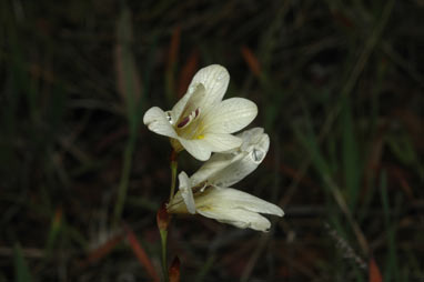 APII jpeg image of Tritonia gladiolaris  © contact APII