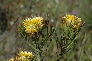 APII jpeg image of Isopogon anemonifolius  © contact APII