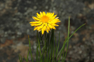 APII jpeg image of Leucochrysum graminifolium  © contact APII