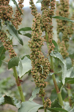 APII jpeg image of Rumex crispus  © contact APII