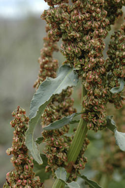 APII jpeg image of Rumex crispus  © contact APII