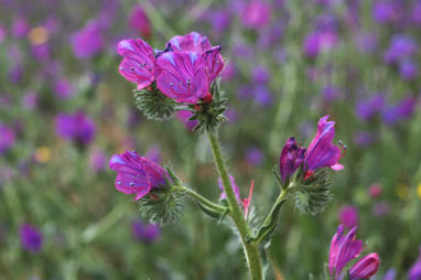 APII jpeg image of Echium plantagineum  © contact APII