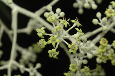 APII jpeg image of Astrotricha latifolia  © contact APII