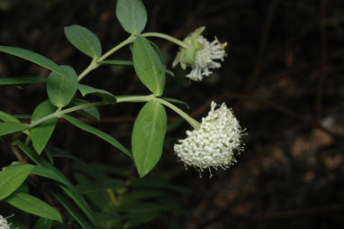 APII jpeg image of Pimelea ligustrina  © contact APII