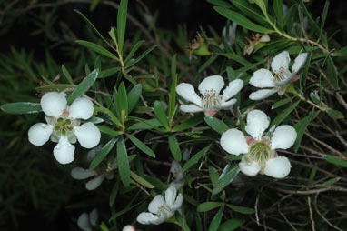 APII jpeg image of Leptospermum variabile  © contact APII