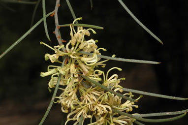 APII jpeg image of Hakea vittata  © contact APII