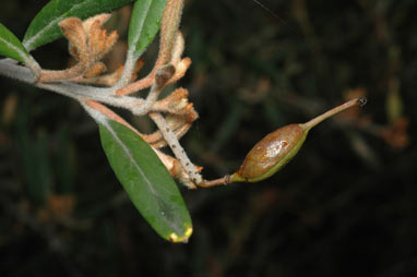 APII jpeg image of Grevillea irrasa subsp. didymochiton  © contact APII