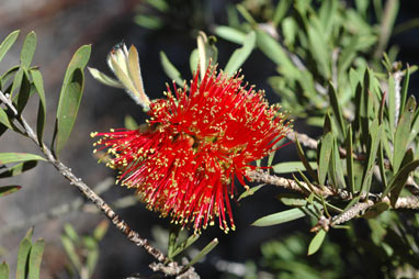 APII jpeg image of Callistemon rugulosus var.  © contact APII